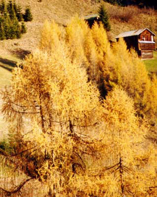 Costalta autunnale 14