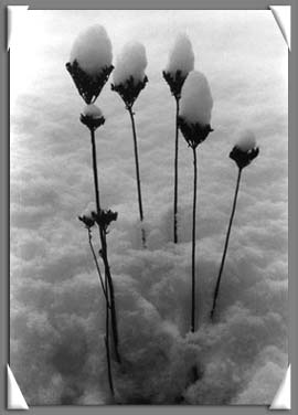 Costalta in... bianco-nero 3