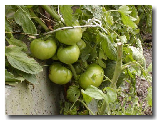 Pomodori a Costalta!